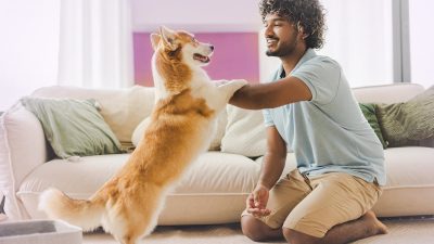 My Pet Ignored my commands