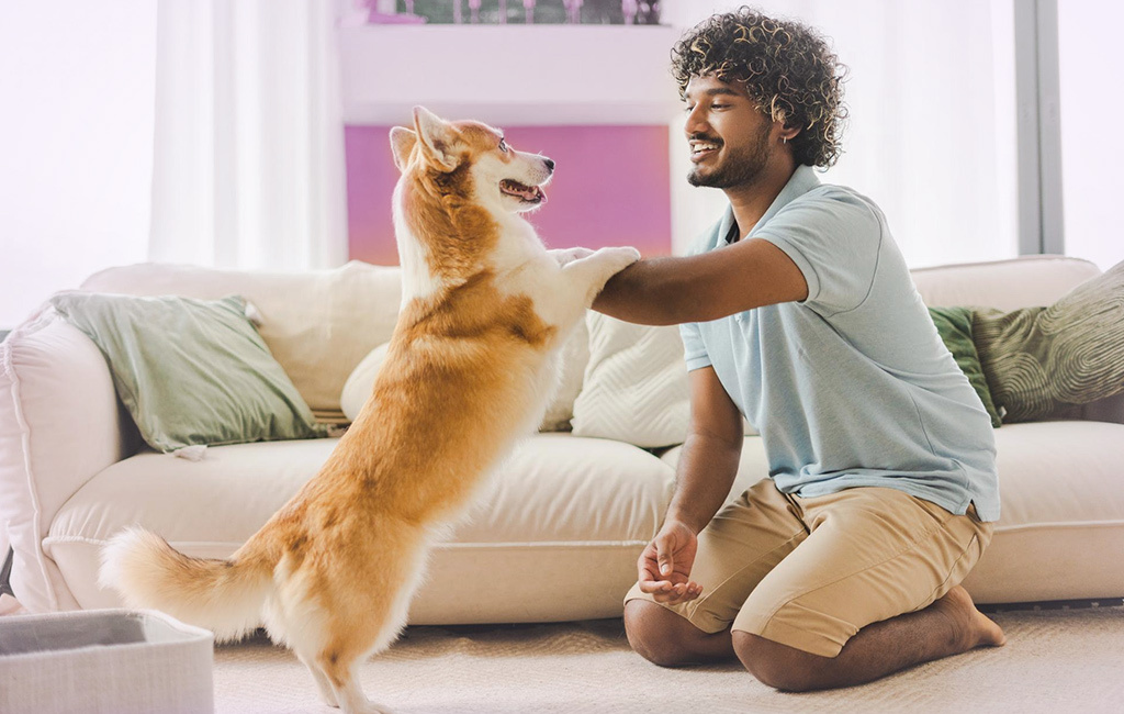 My Pet Ignored my commands