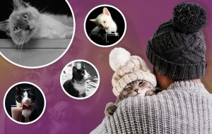 15 cat facts/ International cat day/ swoofi