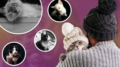 15 cat facts/ International cat day/ swoofi