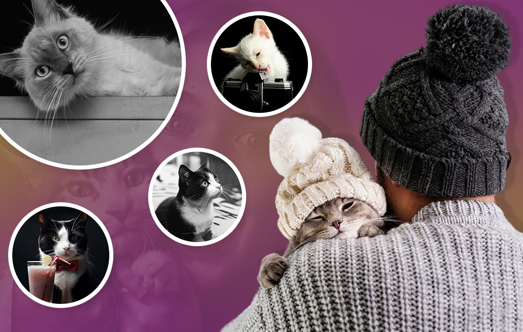 15 cat facts/ International cat day/ swoofi