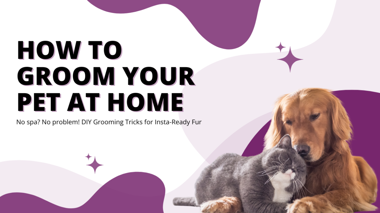 How to groom pet at home / swoofi