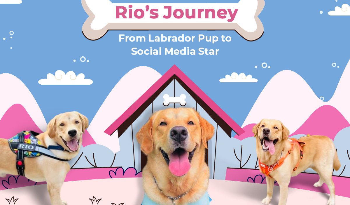 Rio’s Journey: From Labrador Pup to Social Media Star - swoofi