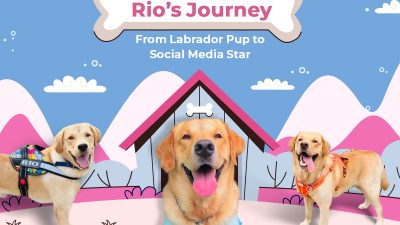 Rio’s Journey: From Labrador Pup to Social Media Star - swoofi