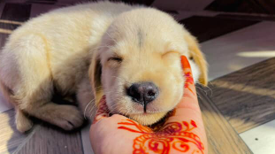 Rio pet influencer/ swoofi pet parent app