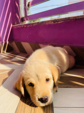 Rio pet influencer/ swoofi pet parent app