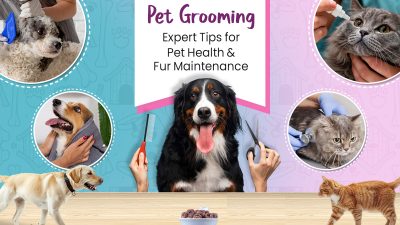 Pet grooming expert tips - by swoofi
