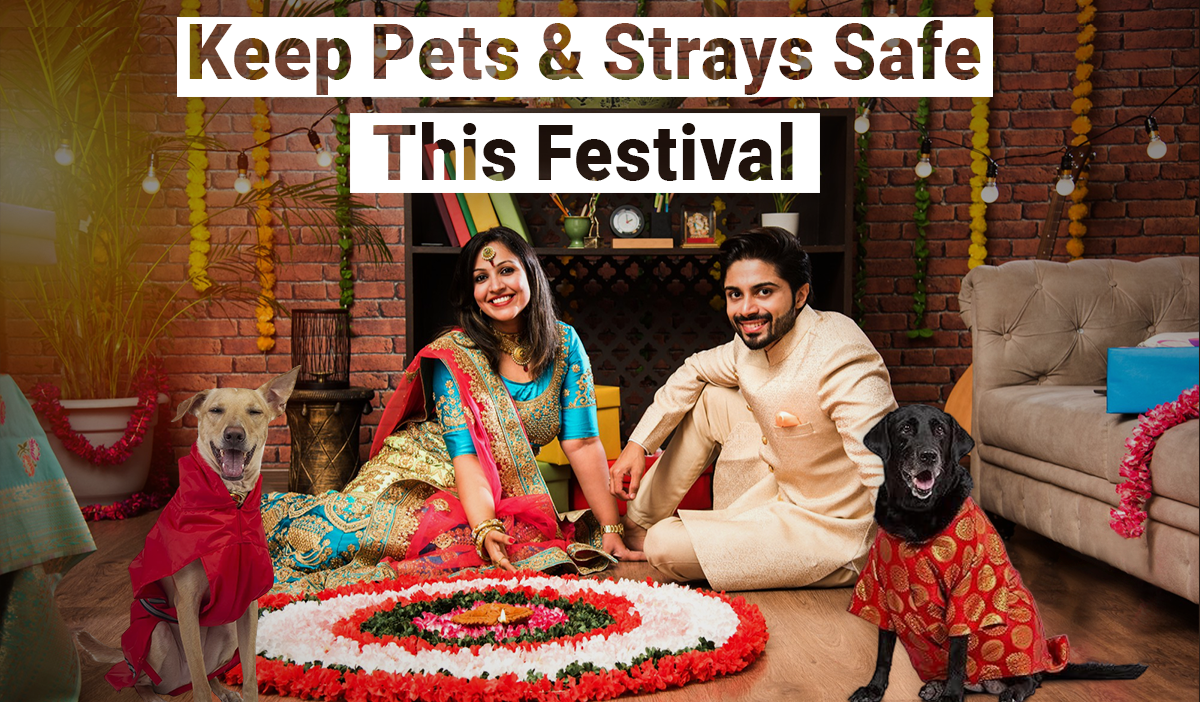 Pet friendly diwali/ Swoofi