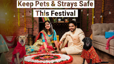 Pet friendly diwali/ Swoofi