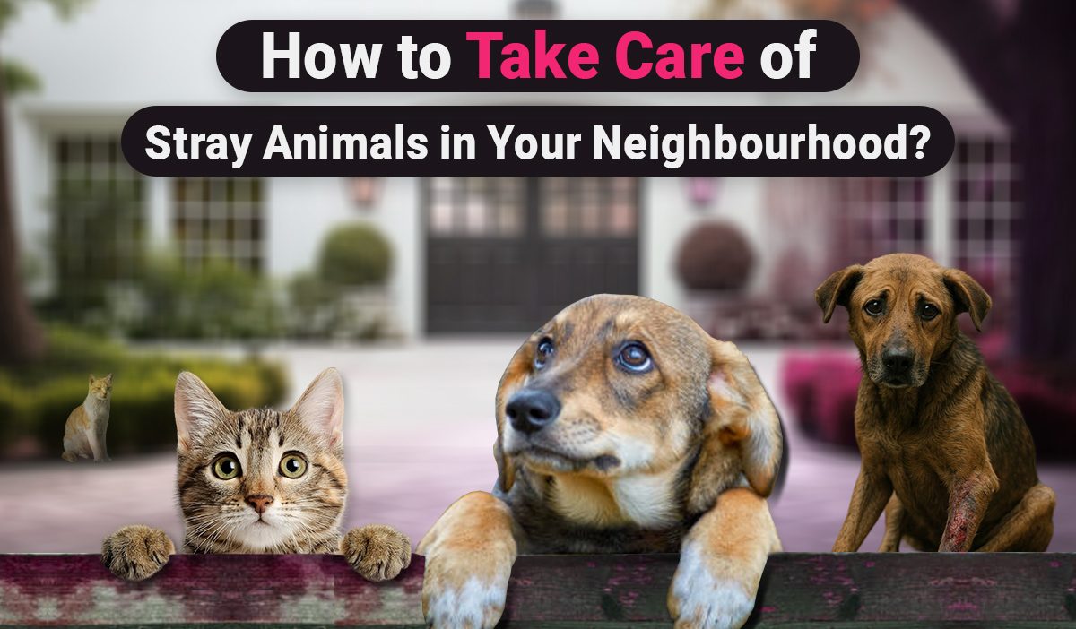 How to take care of stray animals