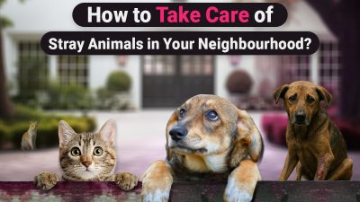 How to take care of stray animals