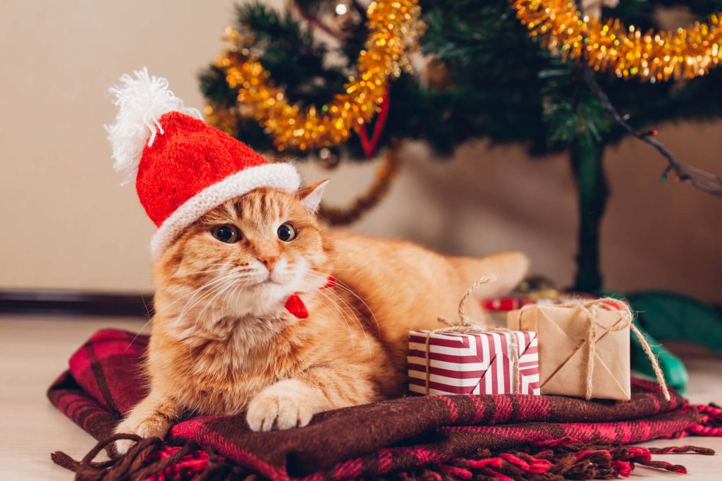 pet christmas celebration
