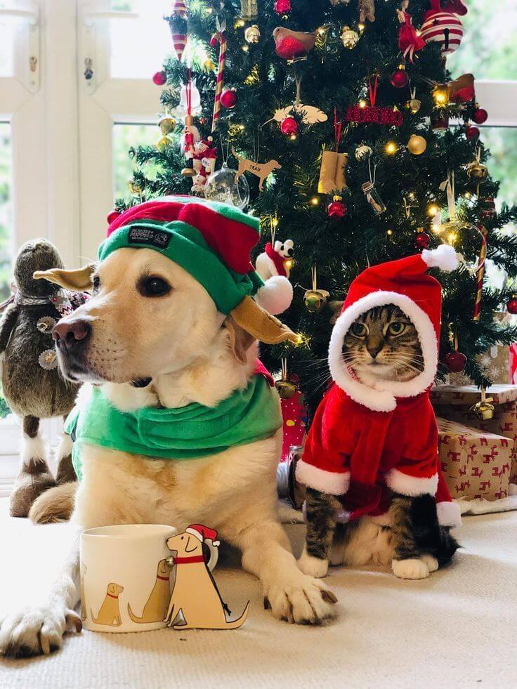 Swoofi - Pet friendly christmas