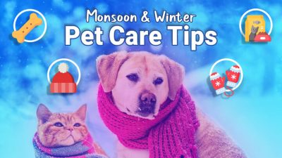 Monsoon & Winter Pet Care Tips