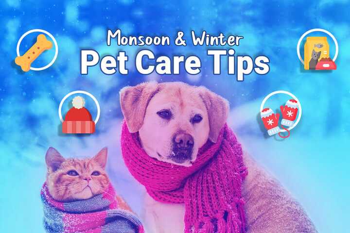 Monsoon & Winter Pet Care Tips