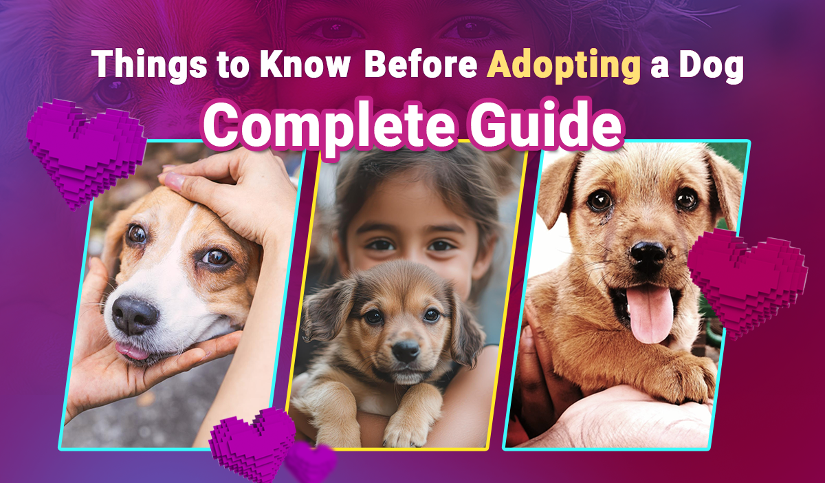 Things to Know Before Adopting a Dog: Complete Guide/ Swoofi