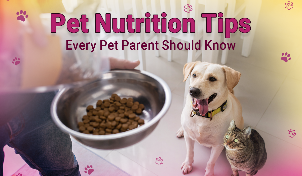 Pet Nutrition Tips every pet parent should know