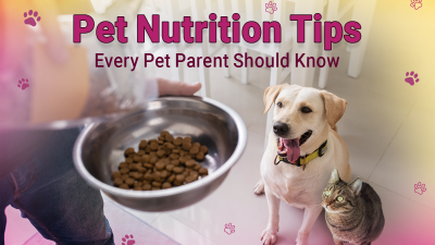 Pet Nutrition Tips every pet parent should know