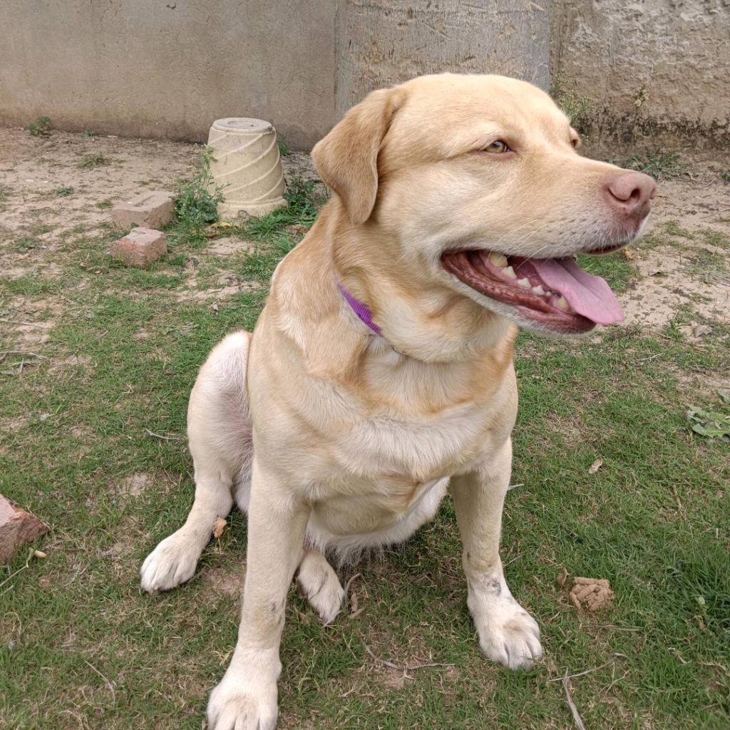 Swoofi pet – Mangal