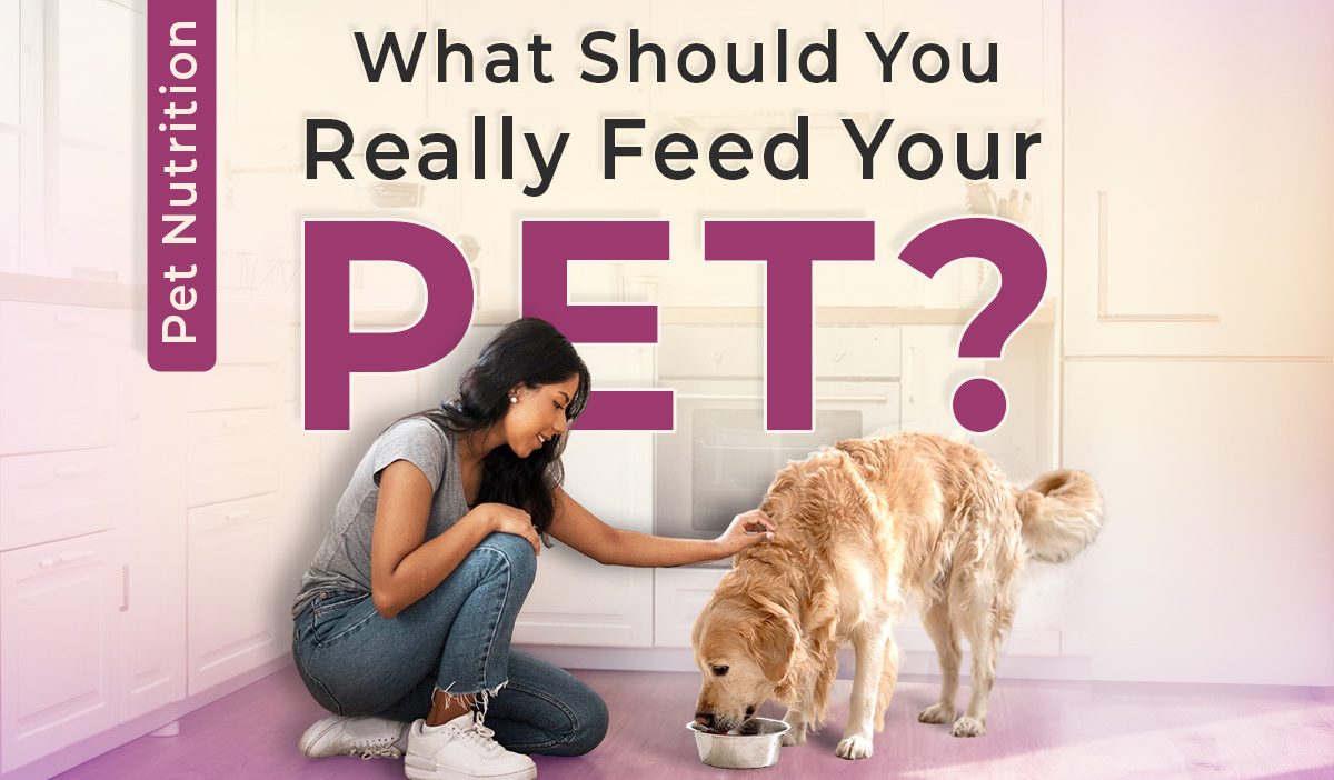 What should you really feed your pet - swoofi