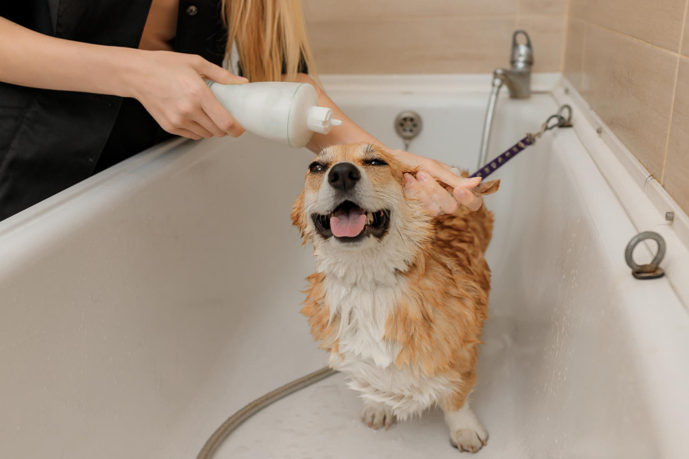 Pet Bath Time