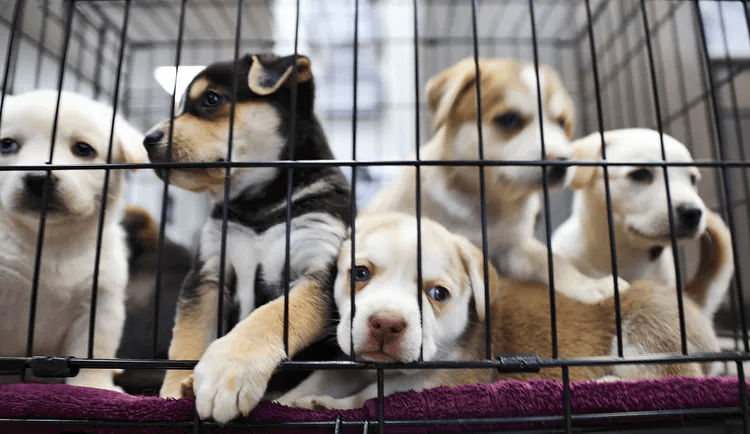 Pet adoption in india
