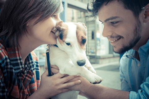 pet adoption in india